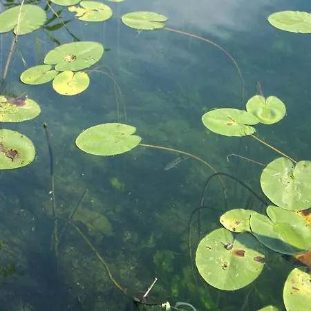 In Feldberger Seenlandschaft アパート *